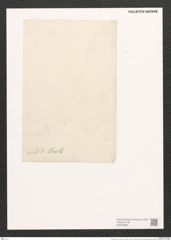 Amphora arcta A. Schm. (de-Toni-Nr.: Genus 36, Species 1681) Zeichnungen Sammlung Grunow (NHMW-BOT-W0370688)
